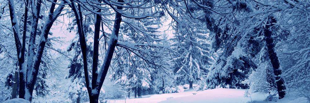 snowy forest scene