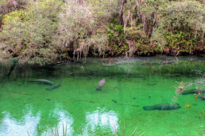 Natural Wonders: Discover Florida’s Wild Side | Dealchecker Blog 2023