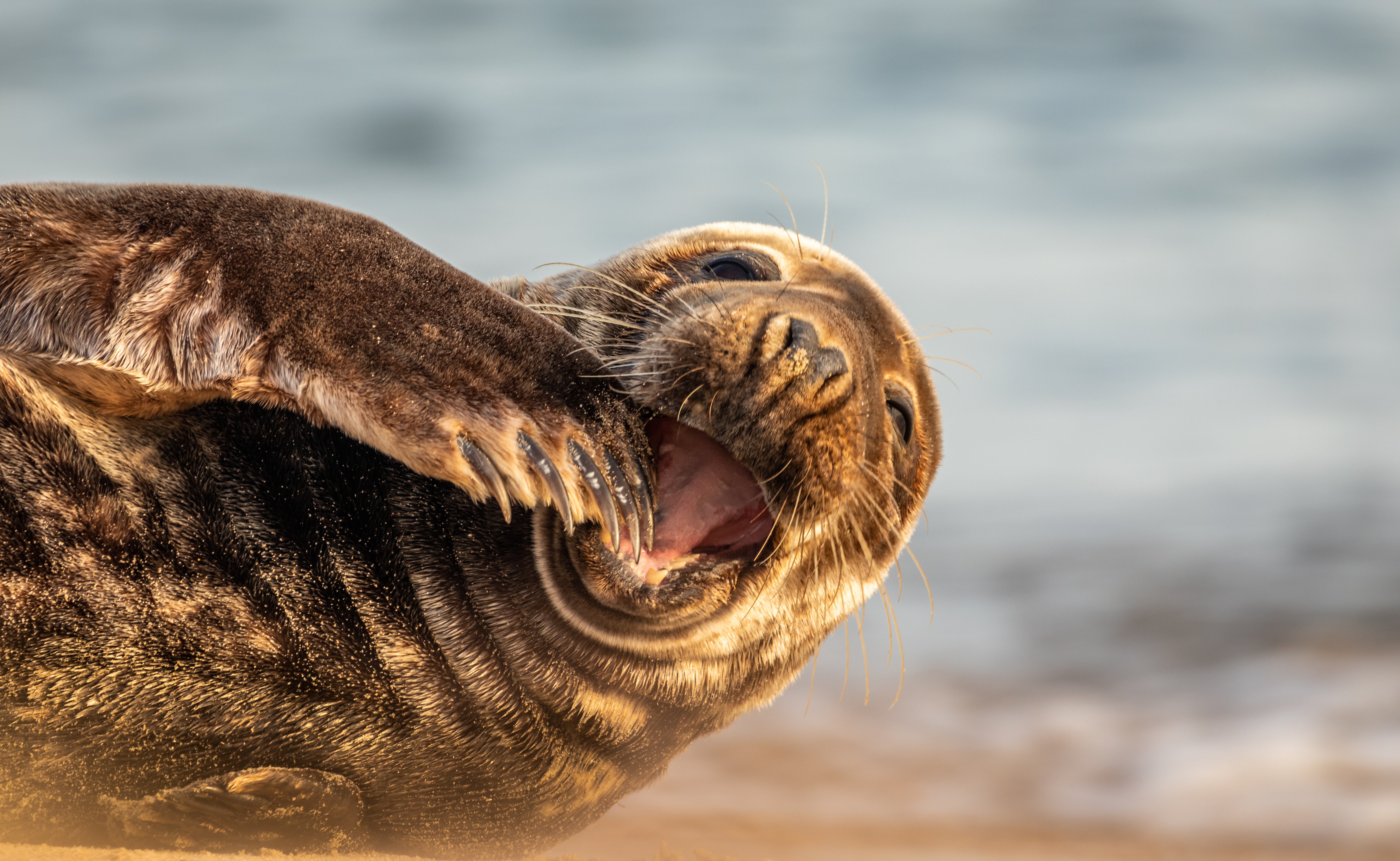 A playful brown seal relaxes on the beach in Norfolk