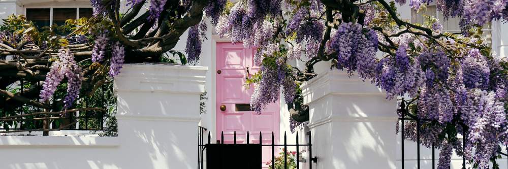 Wisteria in front of Notting Hill house