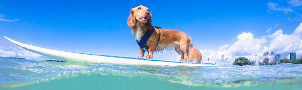Sausage dog on a surfboard