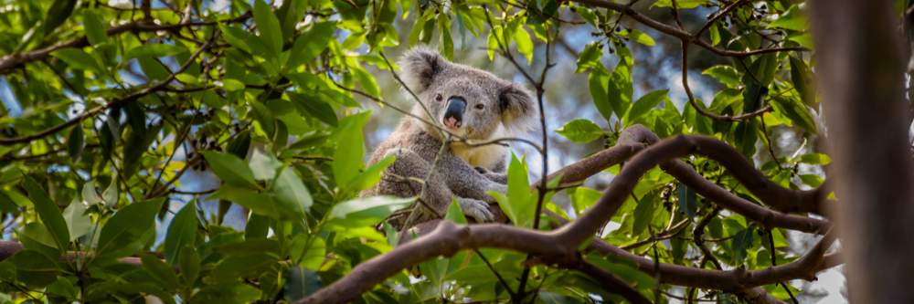 Koala in tree in Australia