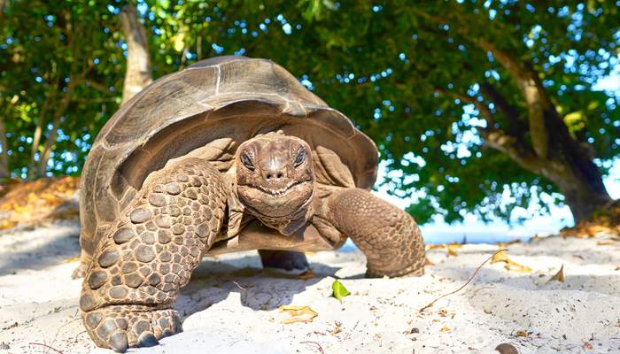 Seychelles turtle