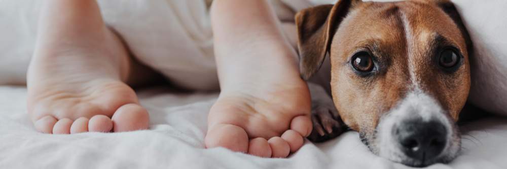Dog under the covers with children's feet