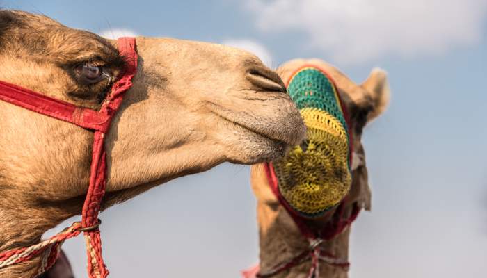 Camel competiton at Al Dhafra Festival, Abu Dhabi