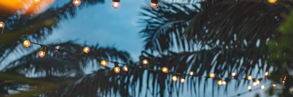 photo of palm trees covered in christmas lights
