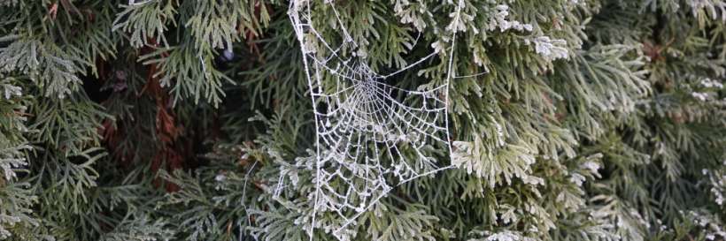 photo of a spider web on a christmas tree