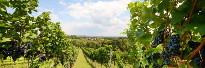 photo of a vineyard with bunches of grapes and a blue sky