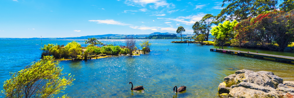 photo of lake rotorua with black swans in