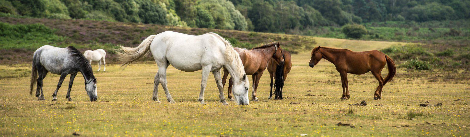 Holidays to New Forest Image